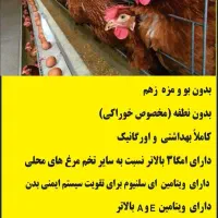 فروش تخم مرغ ارگانیک محلی|خوردنی و آشامیدنی|پلدختر, |دیوار