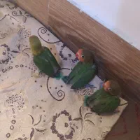 جوجه کوتوله برزیلی