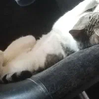 واگذاری رایگان گربه