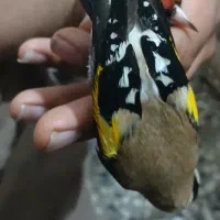 تعدادی سهره|پرنده|دزفول, |دیوار