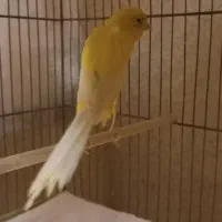 قناری رسمی بلند نر مست|پرنده|رشت, صفاری|دیوار