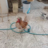 خروس مینیاتوری