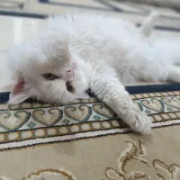 گربه|گربه|زرند, |دیوار