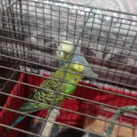 مرغ عشق مولد|پرنده|محمدشهر, محمدشهر|دیوار