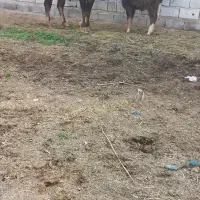 گاومیش گوساله ماده شیری|حیوانات مزرعه|اهواز, دغاغله|دیوار