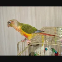 طوطی گمشده|حیوانات|شیراز, نیستان|دیوار