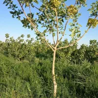 هرس و پیوند درخت پسته با اکیپی کاملا حرفه ای