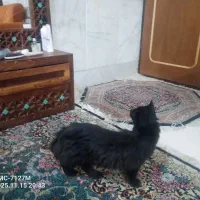 گربه سیاه پیدا شده|گربه|کرمان, |دیوار