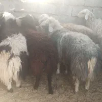 فروش بره چاق نر و ماده|حیوانات مزرعه|بختگان, |دیوار