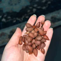 بادام درشت و خوشمزه