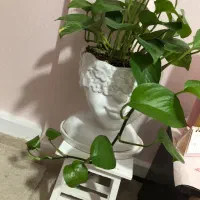 فروش فوری گلدان سالم