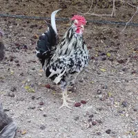 مرغ و خروس گلین