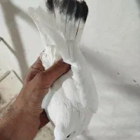 سلام تعدادی مایه کفتر درجه یک|پرنده|سپیدان, |دیوار