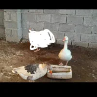 یک جفت غاز نرو ماده سفید نر سیاه سفید ماده