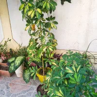 دو عدد گل زیبا