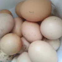 تخم مرغ محلی