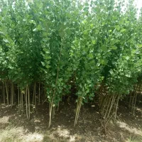 سرمایه‌گذاری در صنوبر، کلید رسیدن به سود میلیاردی|خدمات باغبانی و درختکاری|مریوان, |دیوار