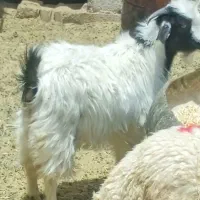 یک عدد کره نر معامله با مرغ وخرو