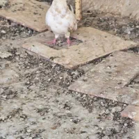 کبوتر گرفتنی|پرنده|شادگان, |دیوار