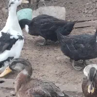 فروش اردک محلی درشت