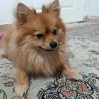 پامر فوری فروشی