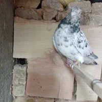 کبوتر|پرنده|میان جلگه, |دیوار