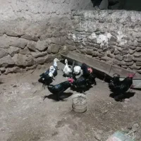 خروس سیاه