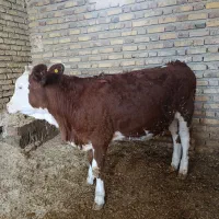 گوساله ماده سمینتال شرابی