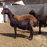 میش هترو لخت،نیمه لخت،بره قوچ همو