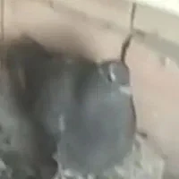 کفتر گمشده عکس آگهی فیک