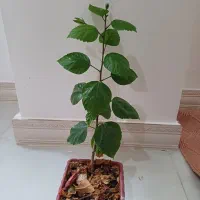 گل ختمی