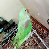 جوجه شاه طوطی های چشم خاکستری (دودی)|پرنده|شیراز, هفت تنان|دیوار