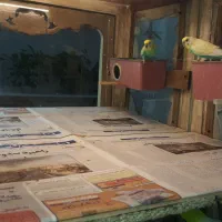 چهار جفت مرغ عشق با قفس و لوازم کامل|پرنده|مشهد, پروین اعتصامی|دیوار