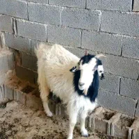 بزآبستن|حیوانات مزرعه|جهرم, |دیوار