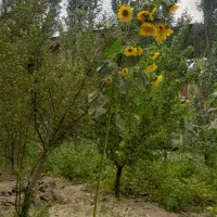 افراد باز نشسته بخوانند،|فعالیت داوطلبانه|همدان, |دیوار