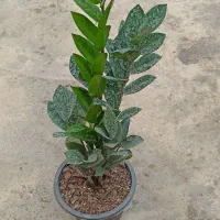 زاموفیلیا سبز|گل و گیاه طبیعی|اسالم, |دیوار