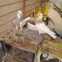 4 عدد پرنده|پرنده|اردبیل, |دیوار