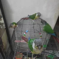 دو جفت گرینچیک نر و ماده دستی و چلوندنی و سخنگو