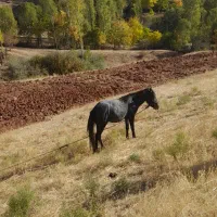 اسب|اسب و تجهیزات اسب‌سواری|خلخال, |دیوار