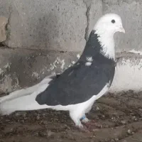کفتر تهرانی