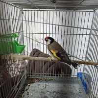 سهره جوجه قفس نازار