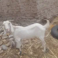 بزفروشی مری|حیوانات مزرعه|مهرستان, |دیوار