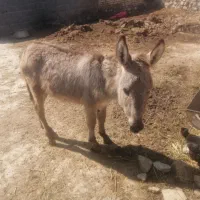 الاغ نر