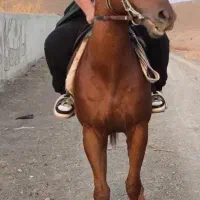 اسب تروبرد|اسب و تجهیزات اسبسواری|سبزوار, ابارش|دیوار