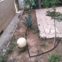 هرس .پاکن. کود دامی. اجرا سیستم آبیاری قطره ای.