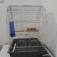 مرغ گلین لری اصیل وتعدادی قفس|حیوانات مزرعه|پلنگ آباد, |دیوار