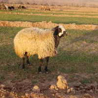 قوچ شال اصیل|حیوانات مزرعه|مشهد, کوشش|دیوار