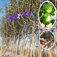 نهال سیب|گل و گیاه طبیعی|میاندوآب, |دیوار