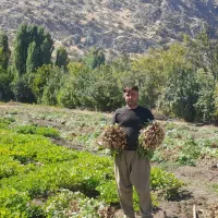 بادام‌زمینی‌ترکیه‌ای‌|عمده‌فروشی|مریوان, |دیوار