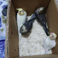جوجه هلندی